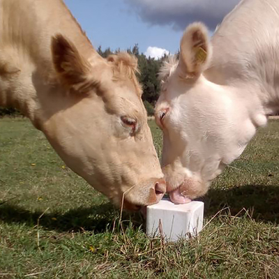 Корова питания аксессуаров загородки ODM высокопрочная лижет блок