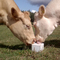 Корова питания аксессуаров загородки ODM высокопрочная лижет блок