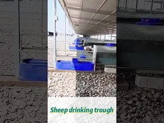 Коровьи питьевые колодки вместимостью 60 л 170*48*46 см Идеально подходит для больших стад